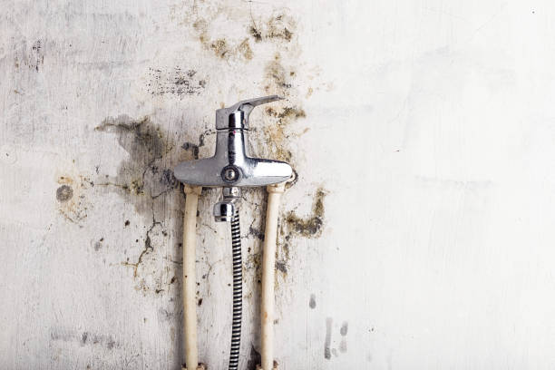 Best Home Mold Removal  in Hunter, TN