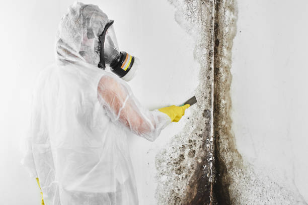 Best Mold Testing  in Hunter, TN