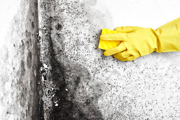 Office Mold Removal Services in Hunter, TN