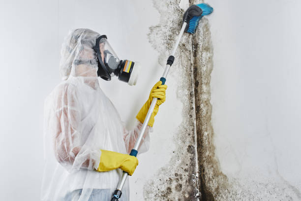 Best Commercial Mold Removal  in Hunter, TN