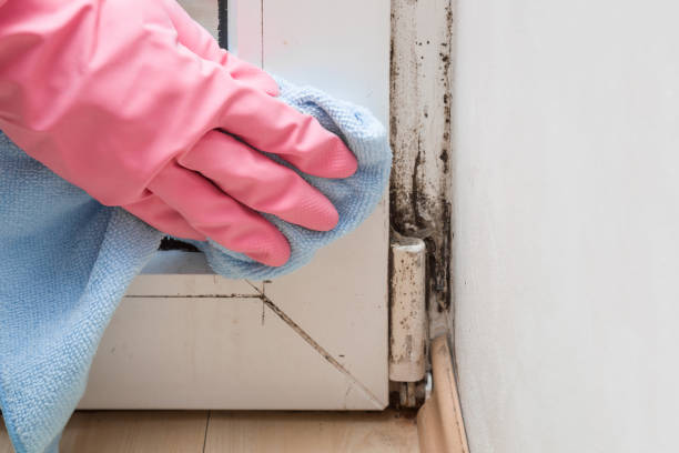Best Attic Mold Removal  in Hunter, TN