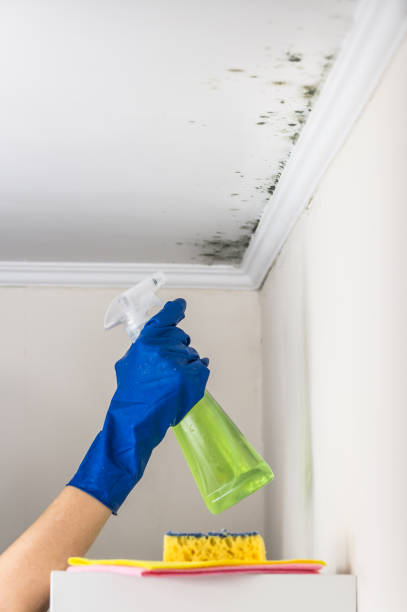 Best Fast Mold Removal  in Hunter, TN