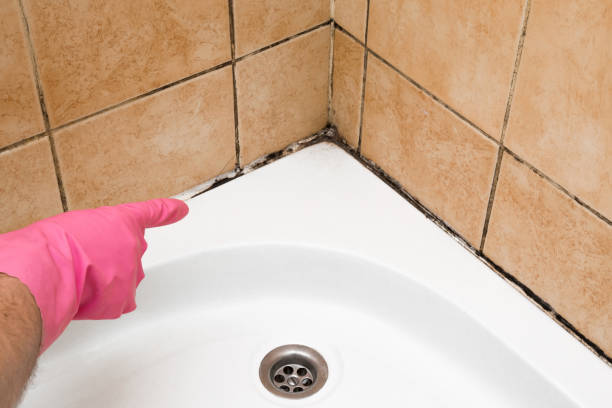 Best Emergency Mold Removal  in Hunter, TN